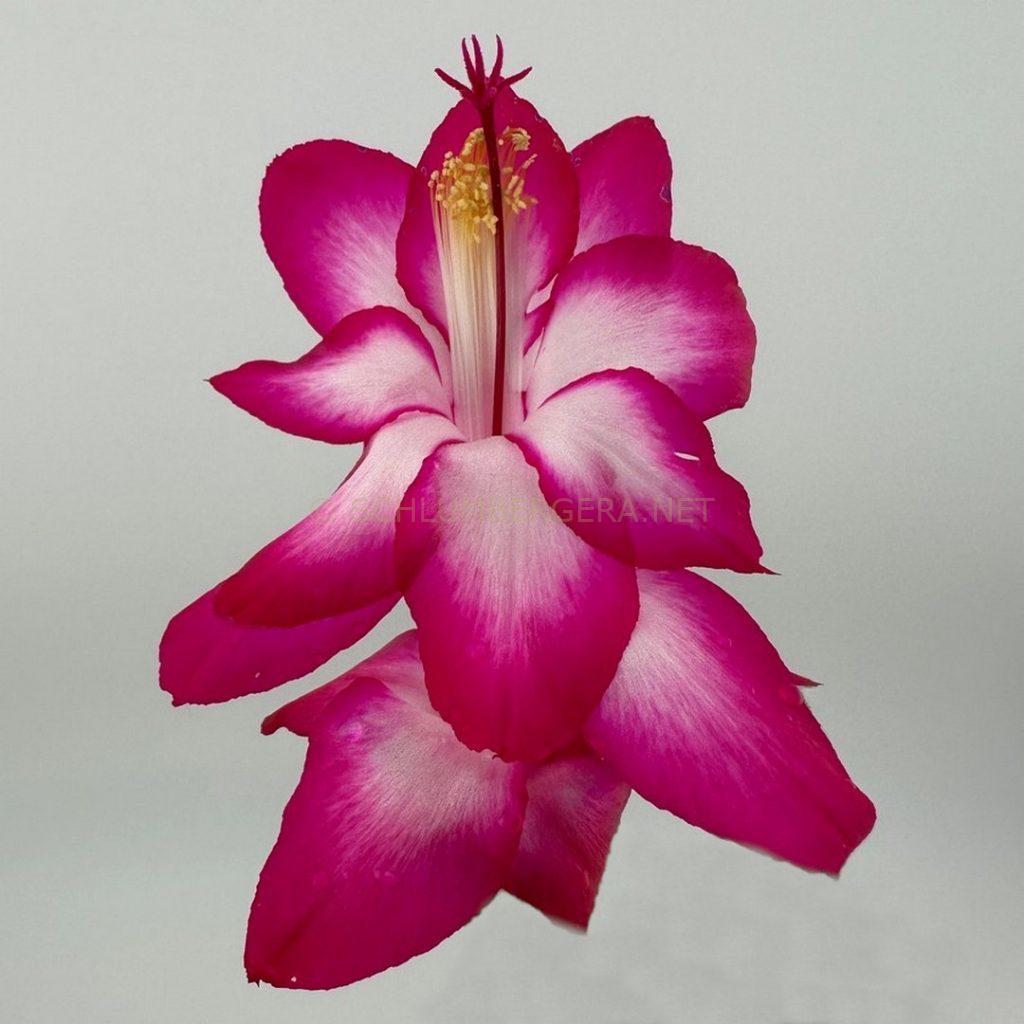 Schlumbergera 'Crimson Pink'