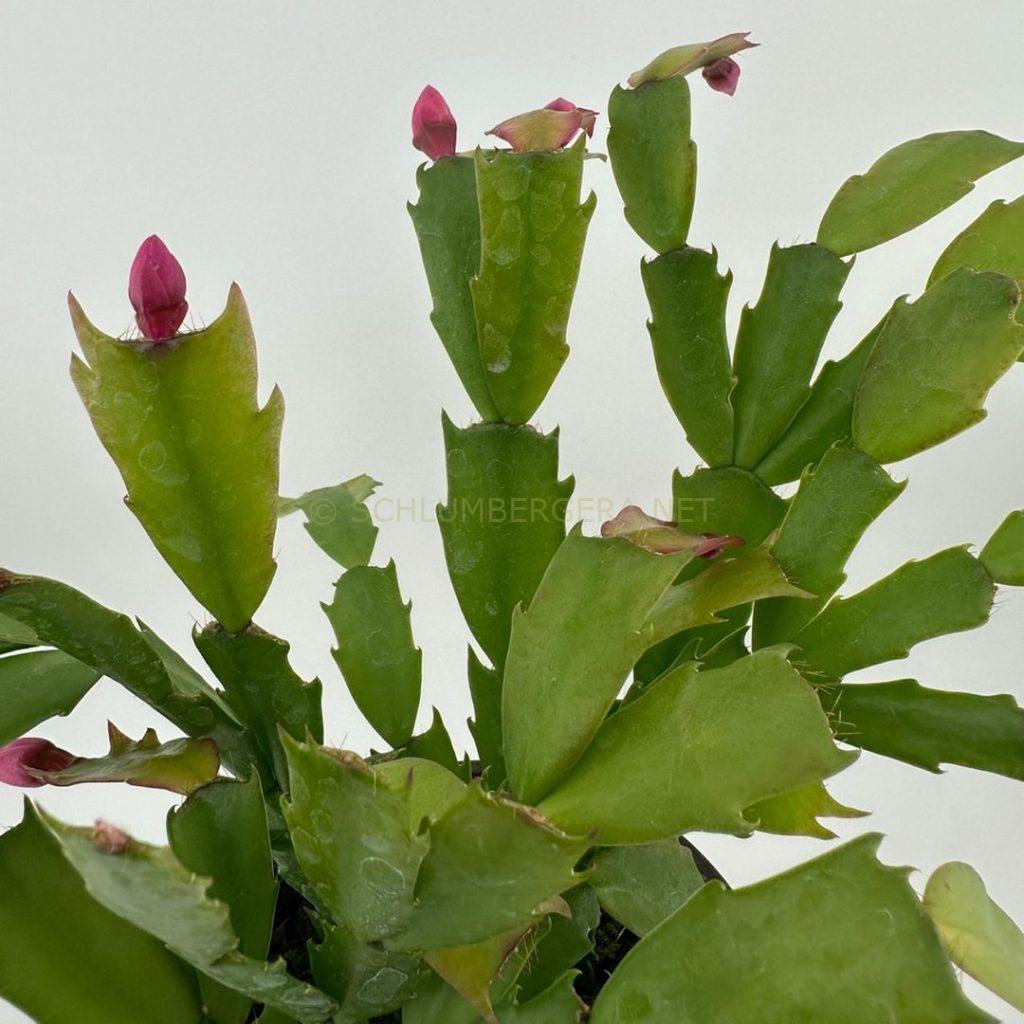 Schlumbergera 'Crimson Pink'