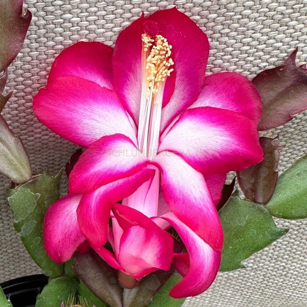 Schlumbergera 'Crimson Pink'