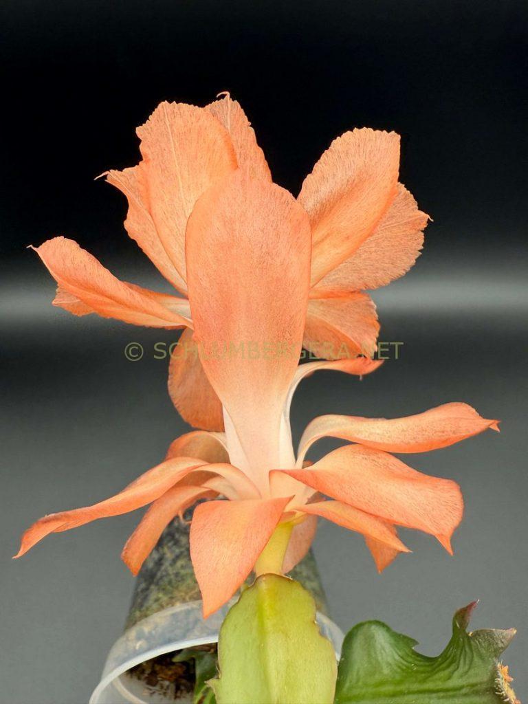 Schlumbergera 'Demetra'