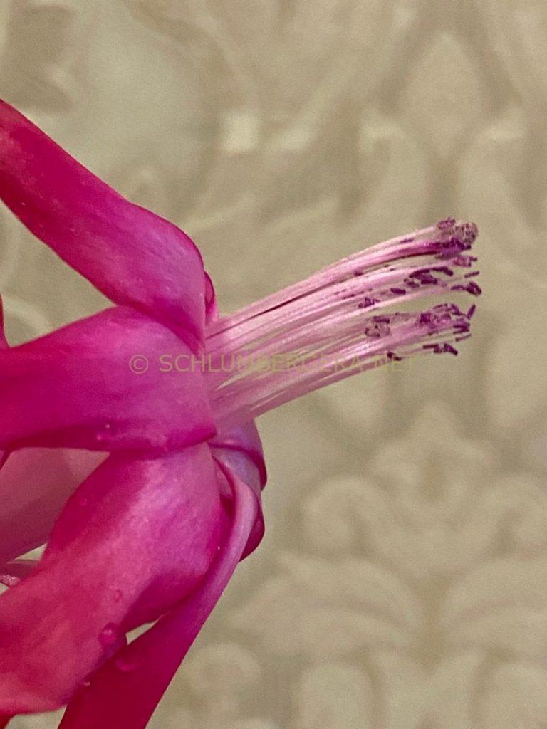 Schlumbergera 'EkA-Vasilisk'