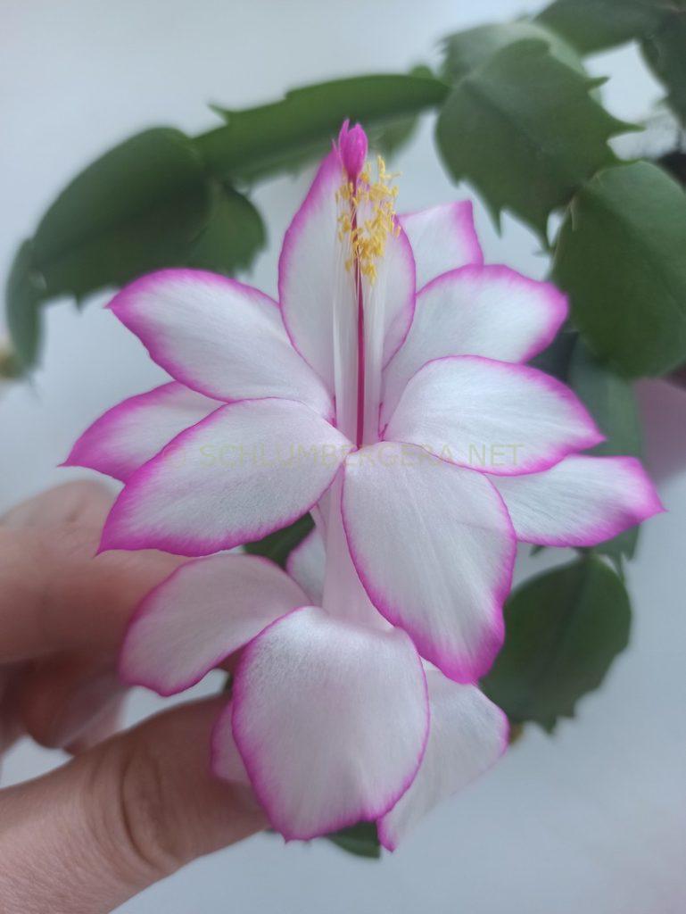 Schlumbergera 'Lada'