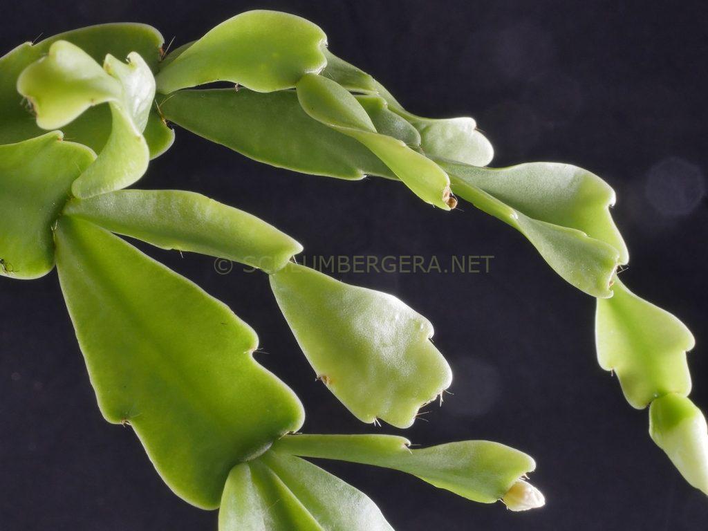 Schlumbergera 'Paradise Dream'