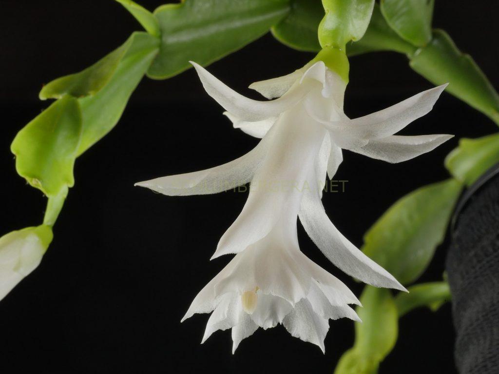 Schlumbergera 'Paradise Dream'