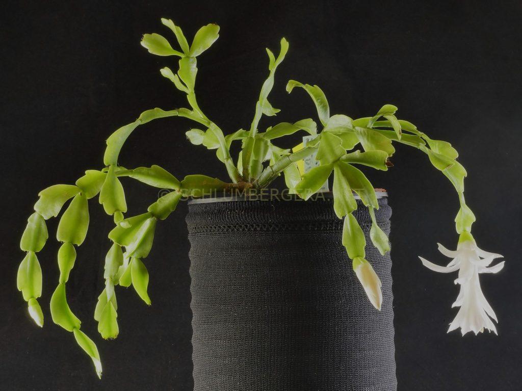 Schlumbergera 'Paradise Dream'