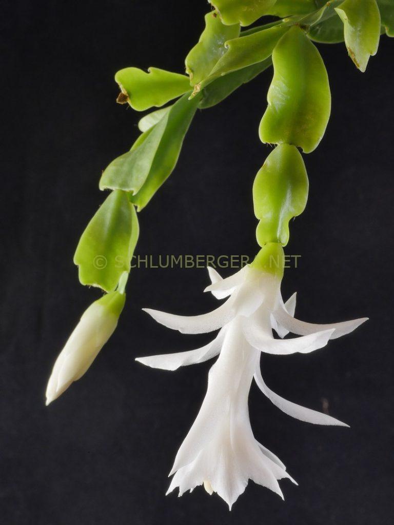 Schlumbergera 'Paradise Dream'