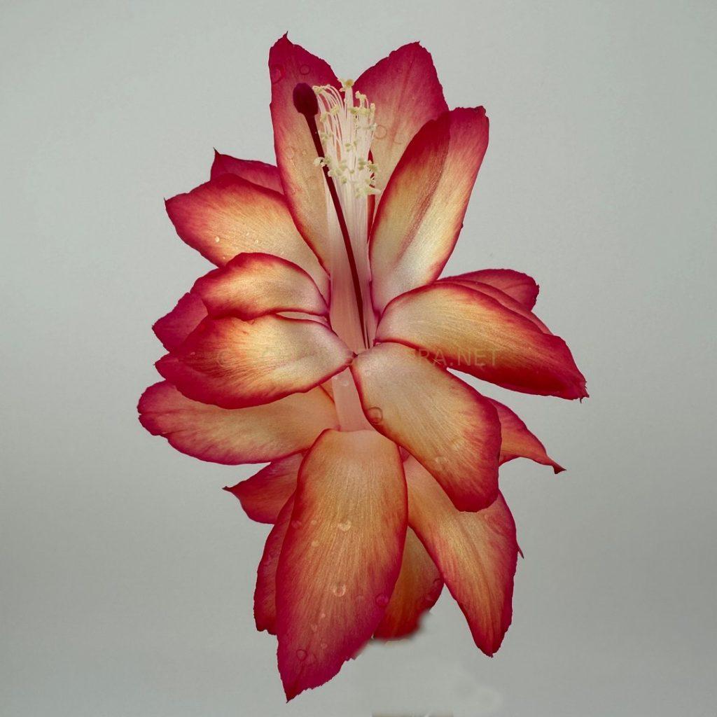 Schlumbergera 'Spider Dawn'