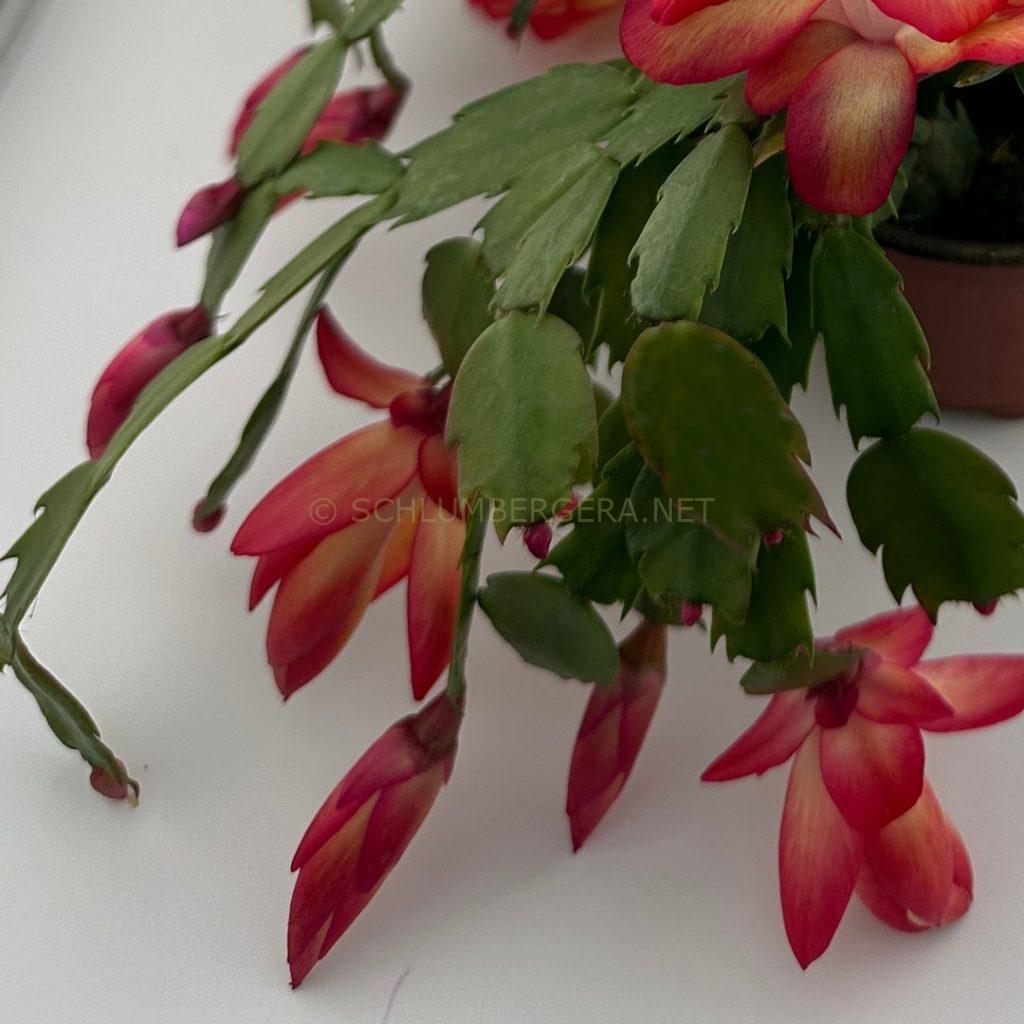 Schlumbergera 'Spider Dawn'