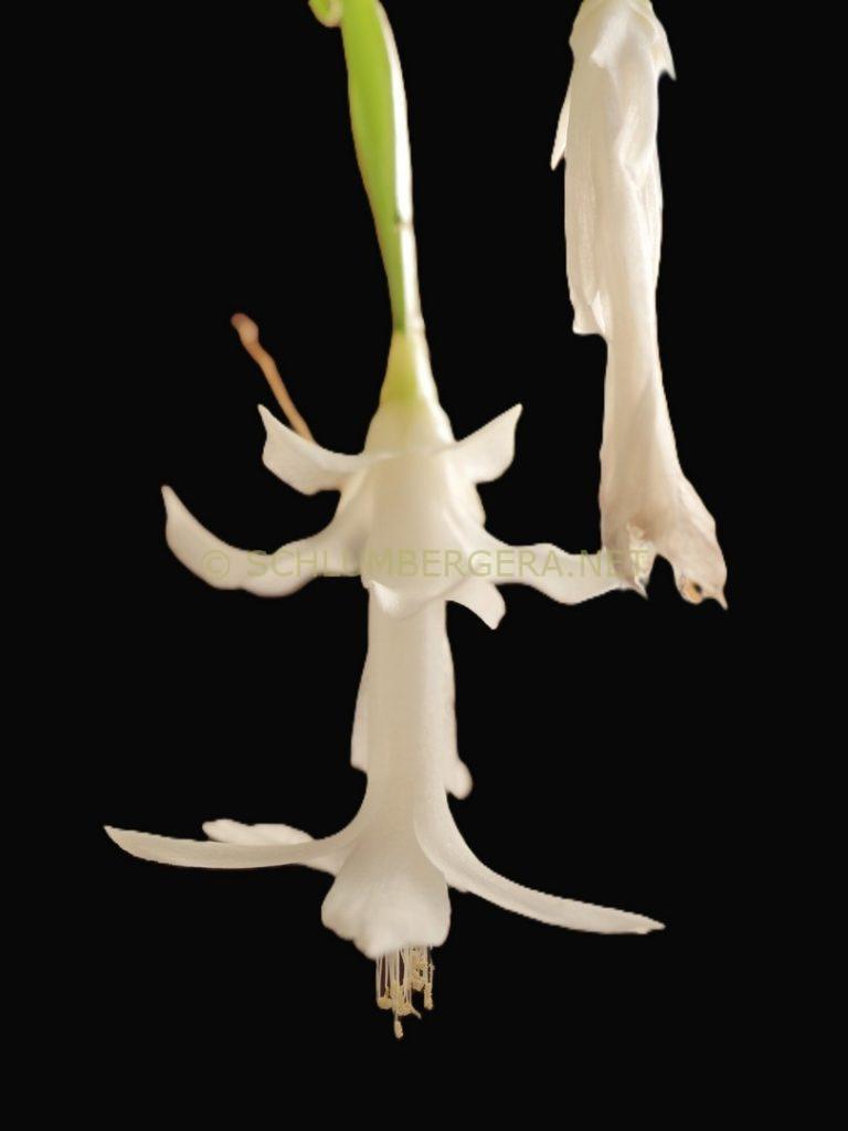 Schlumbergera 'Winter Pearl'