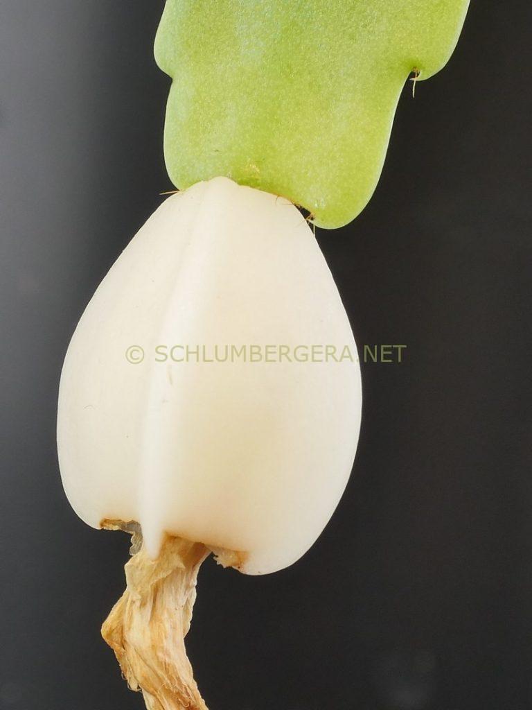 Schlumbergera 'Winter Whisper'