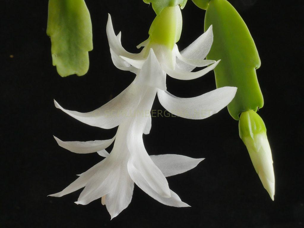 Schlumbergera 'Winter Whisper'