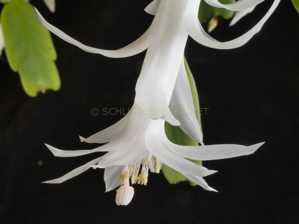 Schlumbergera 'Winter Whisper'