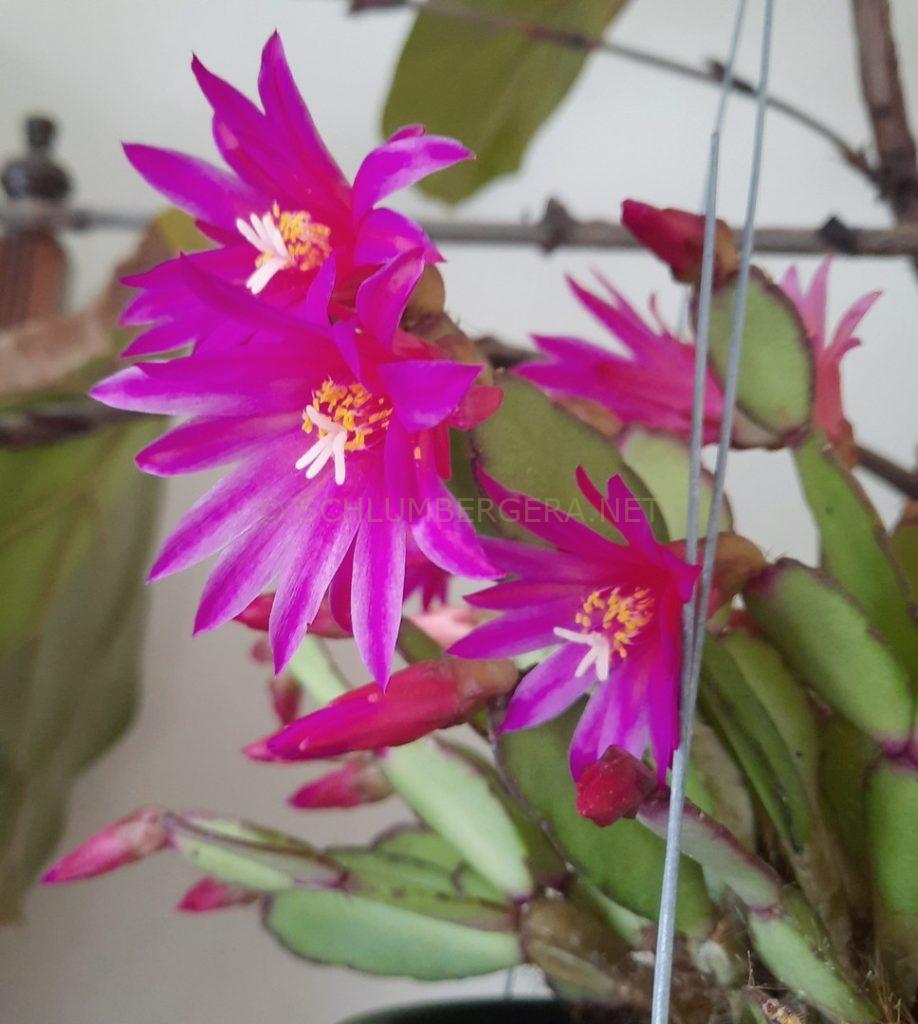 Rhipsalidopsis 'Cecilia B. Viray'