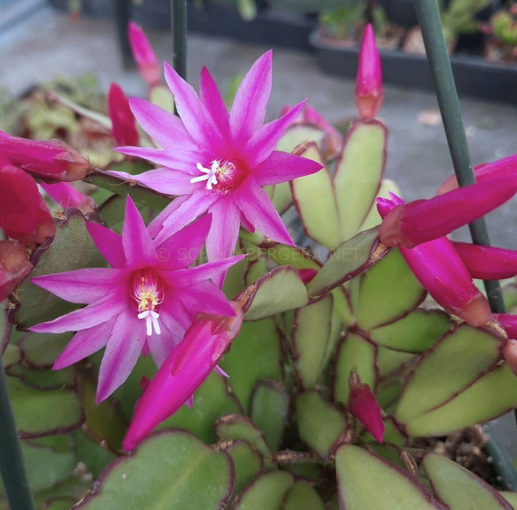 Rhipsalidopsis 'Falling Stars'