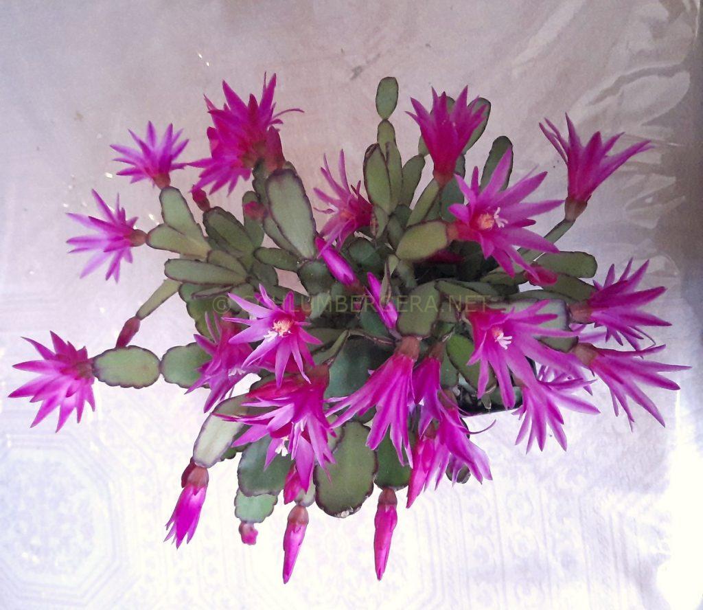 Rhipsalidopsis 'Falling Stars'