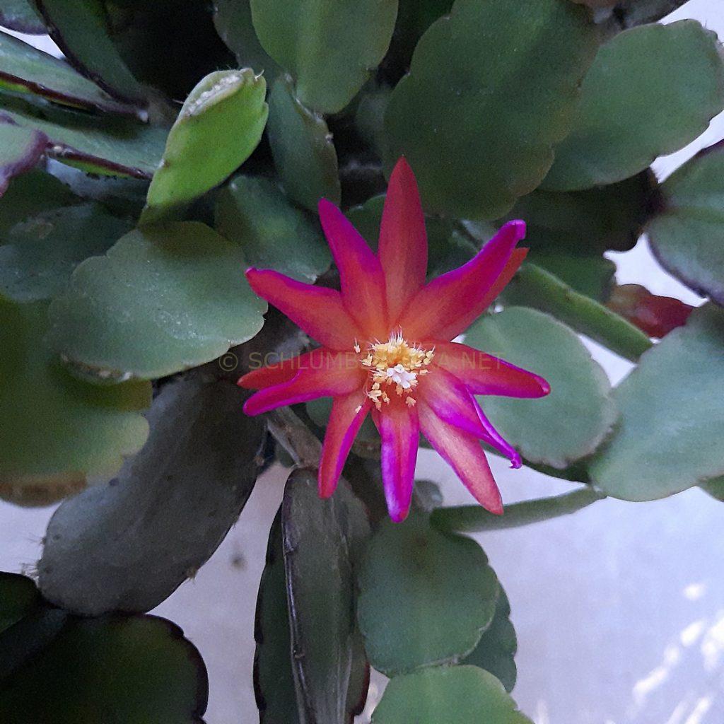 Rhipsalidopsis 'Firefly'