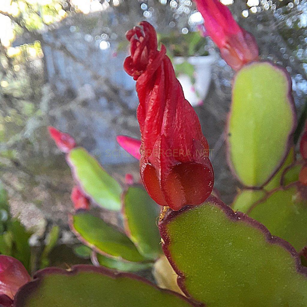 Rhipsalidopsis 'Kraken'