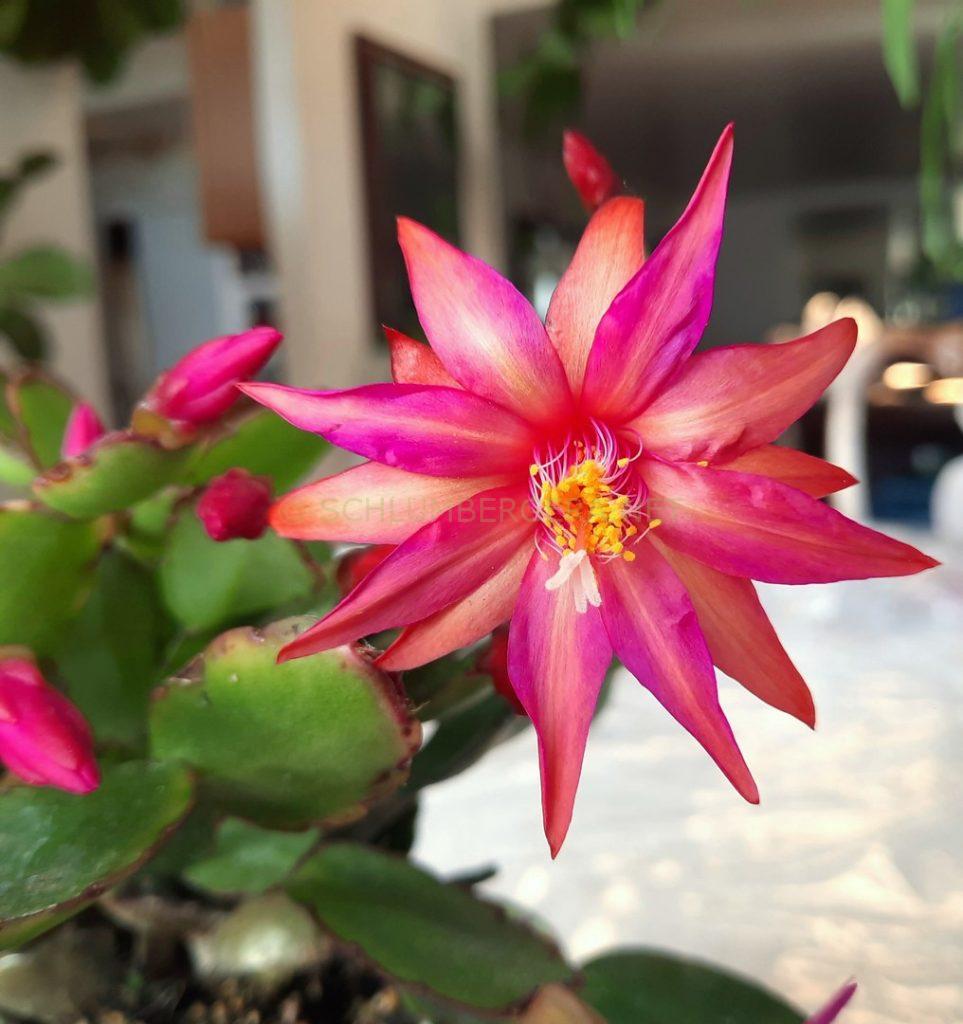 Rhipsalidopsis 'Sea Dragon'