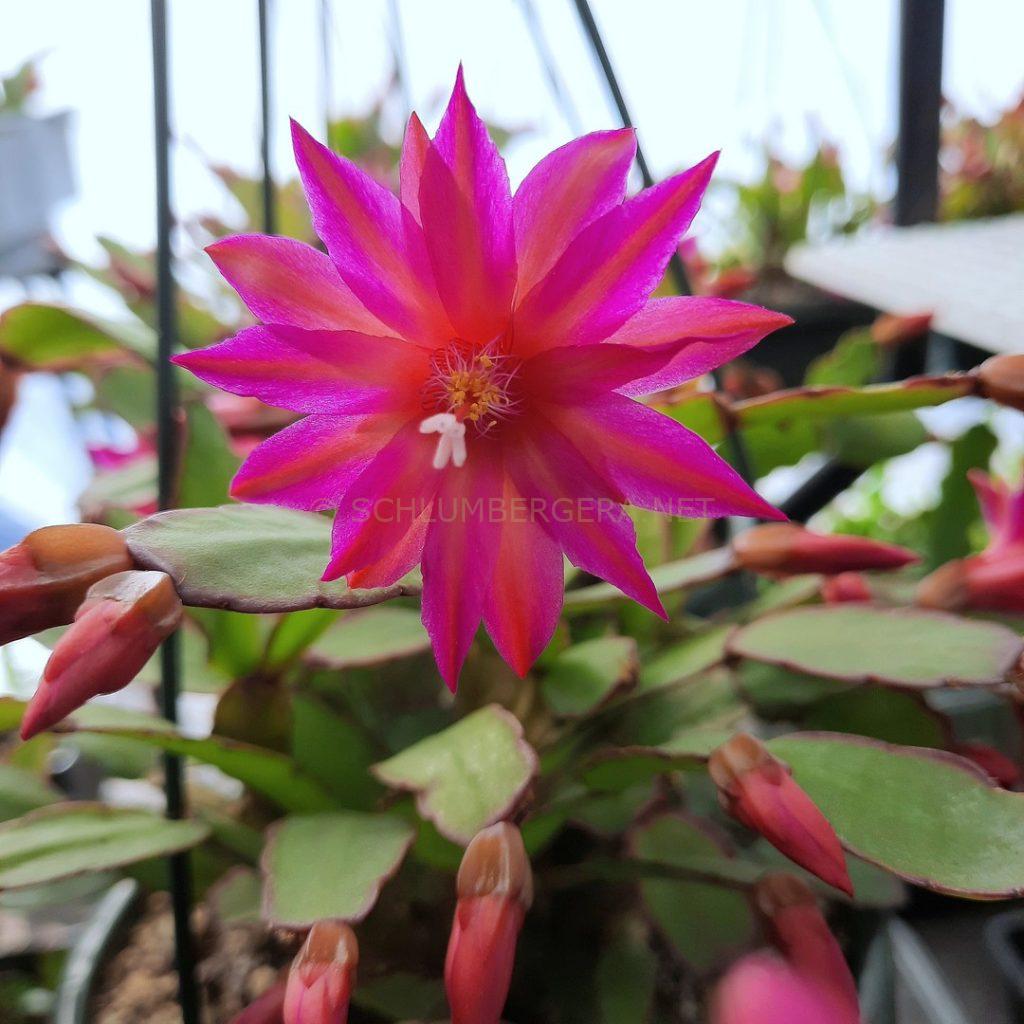 Rhipsalidopsis 'Stargazer'