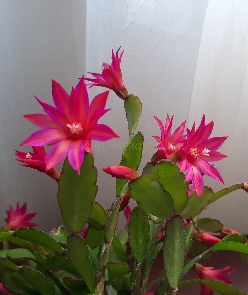 Rhipsalidopsis 'Stargazer'