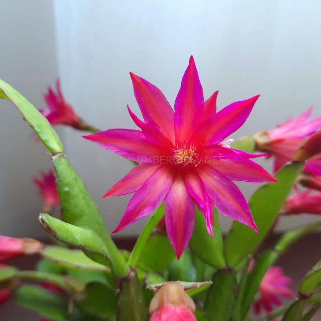 Rhipsalidopsis 'Stargazer'