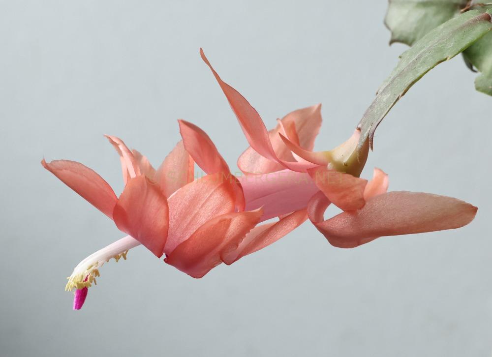Schlumbergera 'Christmas Fantasy'