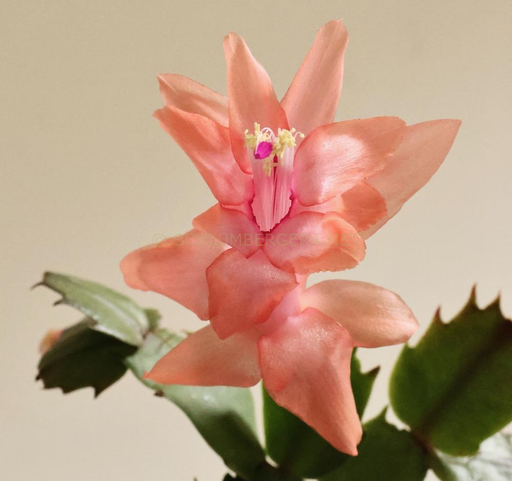 Schlumbergera 'Christmas Fantasy'