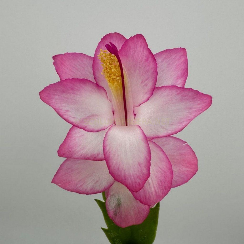 Schlumbergera 'Flamingo Pink'