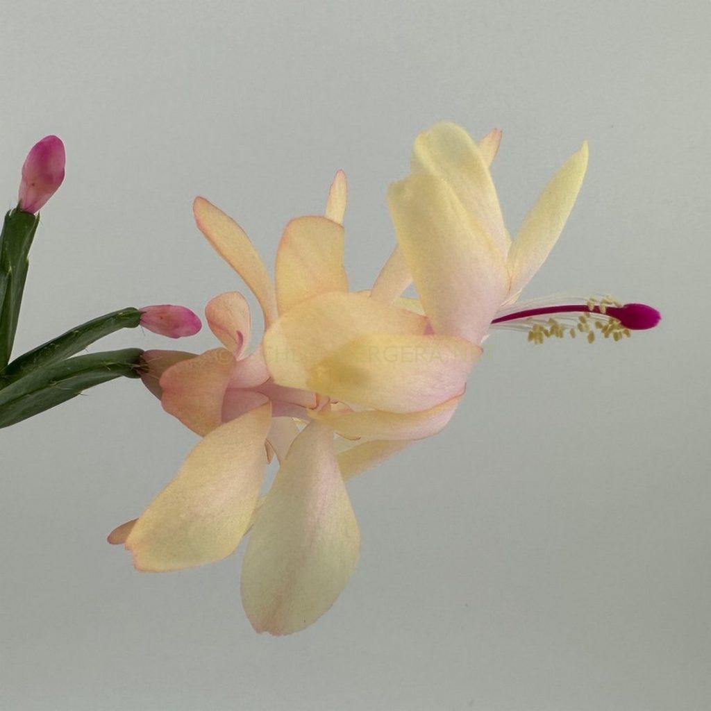 Schlumbergera 'Golden Maize'