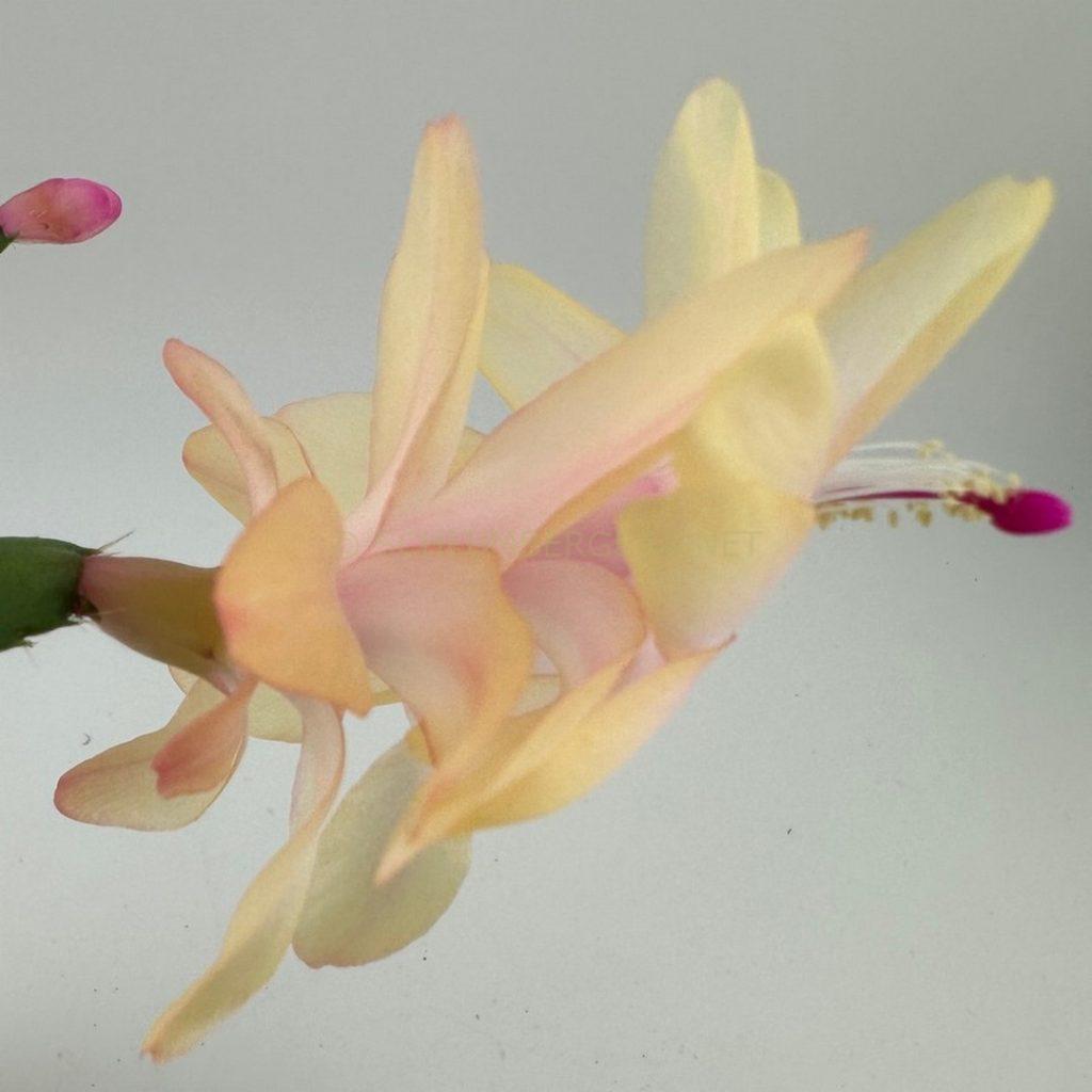 Schlumbergera 'Golden Maize'