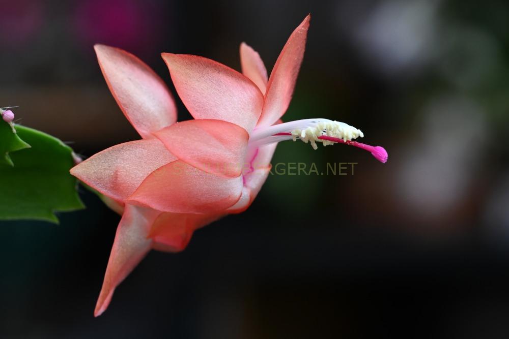Schlumbergera 'Larks Brazil'