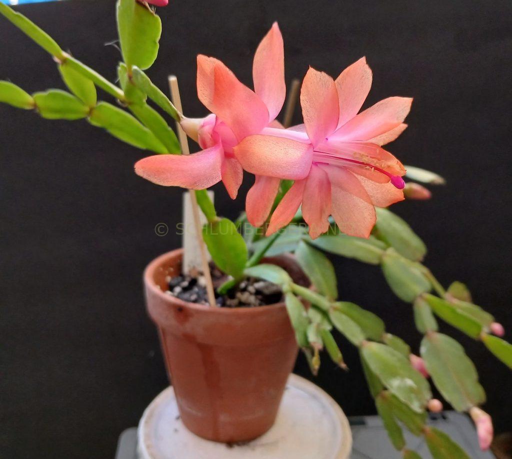 Schlumbergera 'Little Apricot Glow'