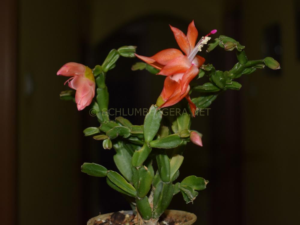 Schlumbergera 'Little Baby Boo'