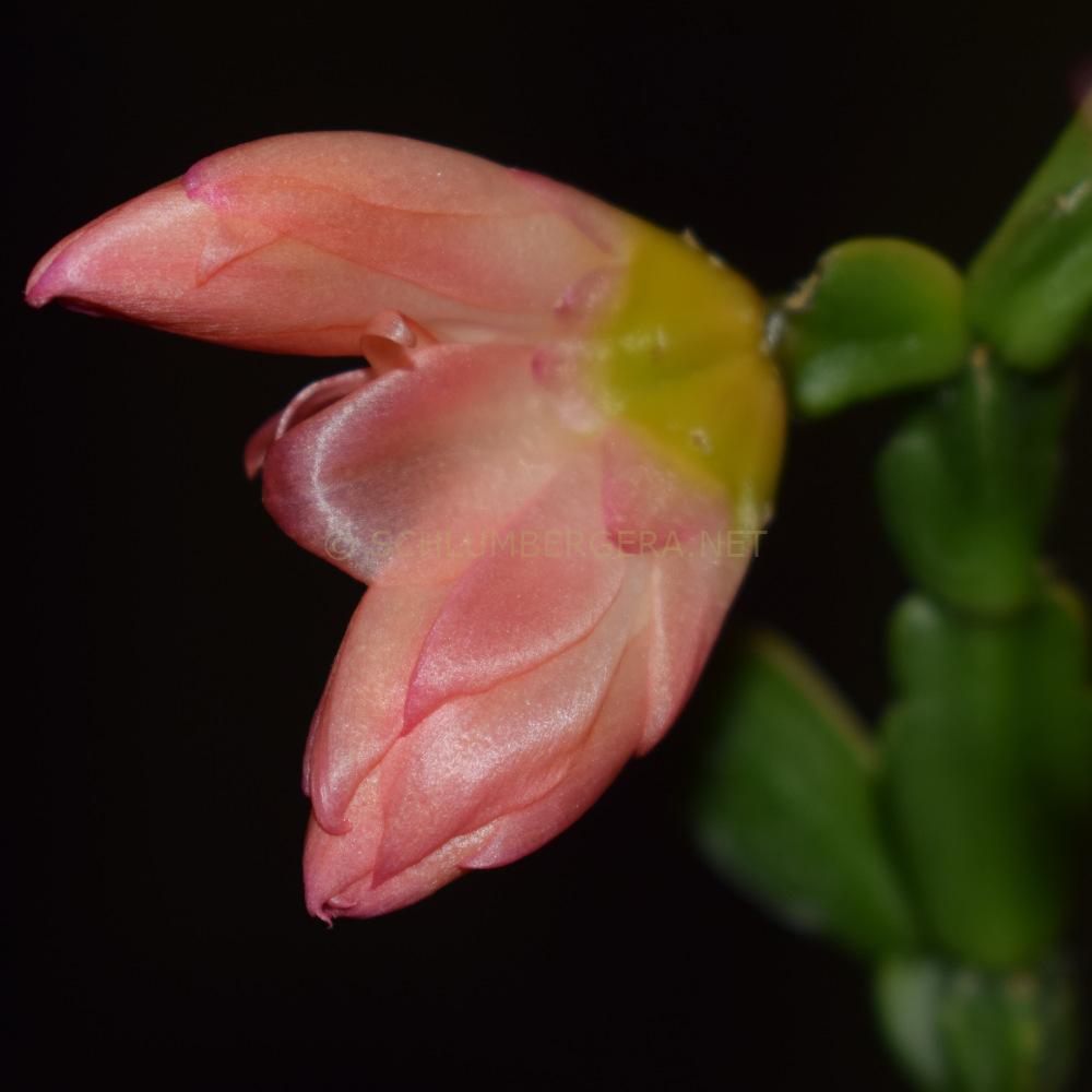 Schlumbergera 'Little Baby Boo'