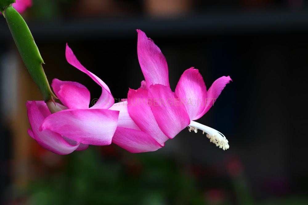 Schlumbergera 'Madonga'