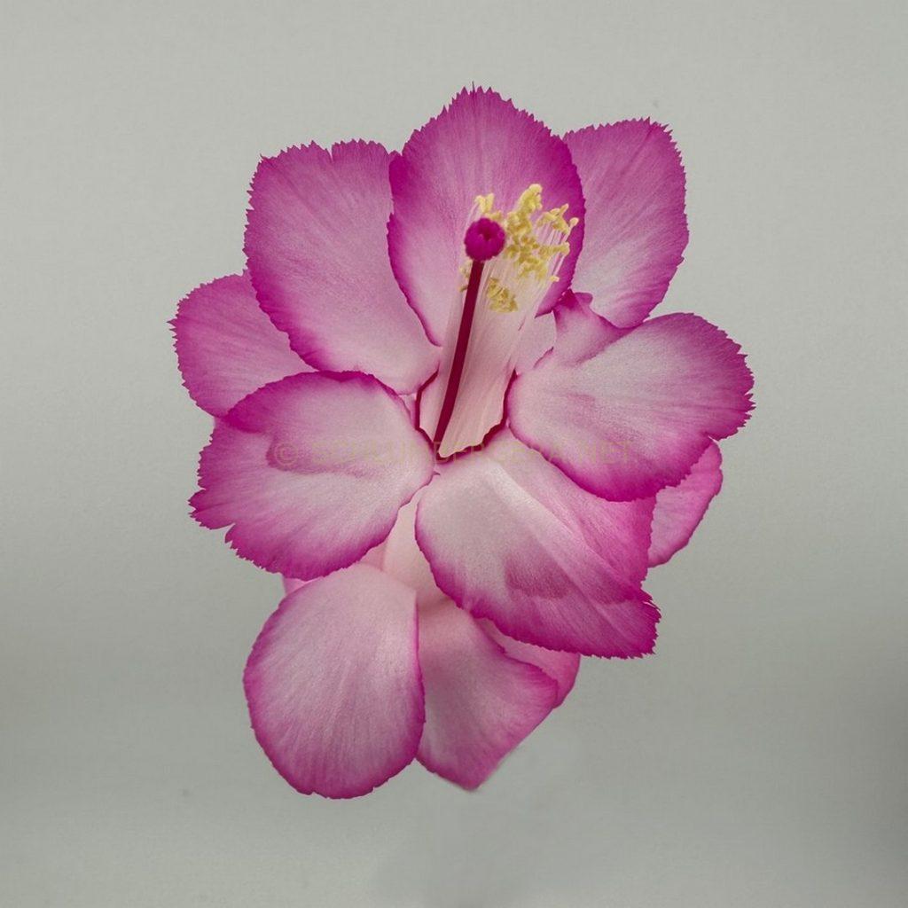 Schlumbergera 'Magenta Sky'