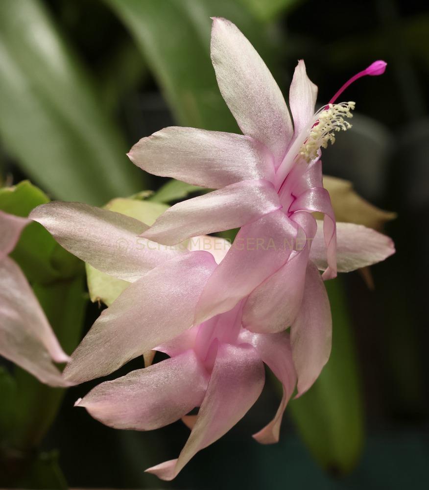 Schlumbergera 'Peaches and Cream'