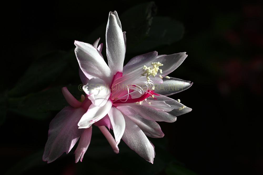 Schlumbergera 'Petit Diamond'