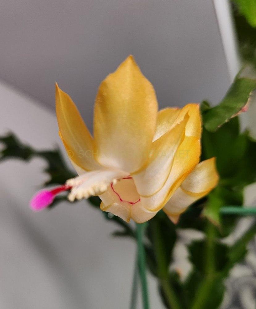 Schlumbergera 'Thor Sophia'