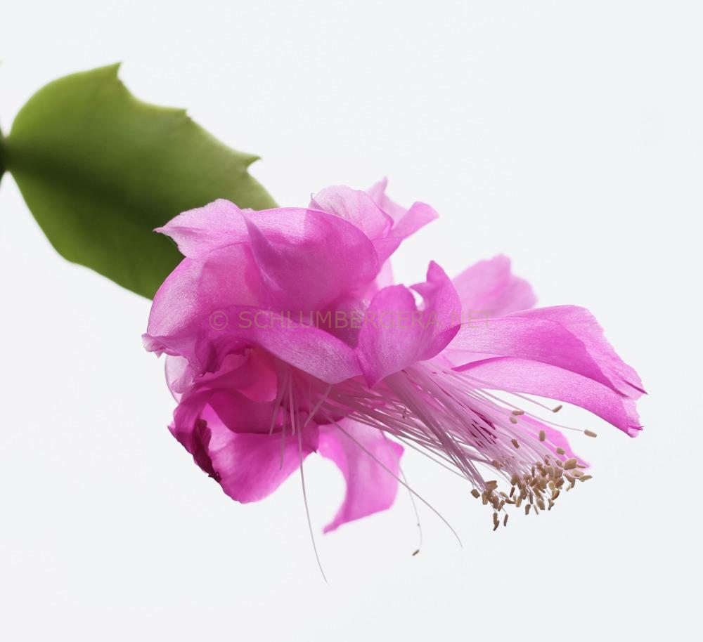 Schlumbergera 'TK Pink Rose'