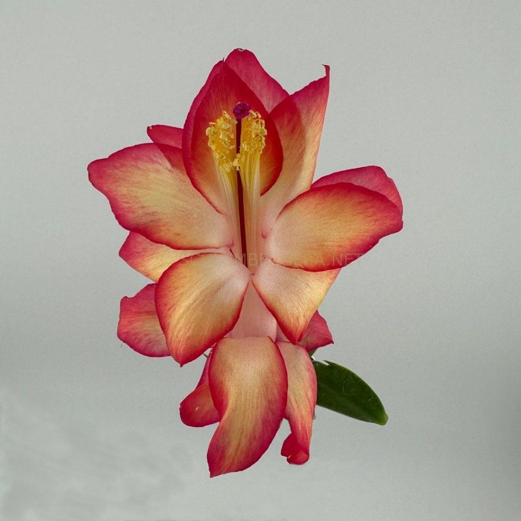 Schlumbergera 'Imperial Dawn'