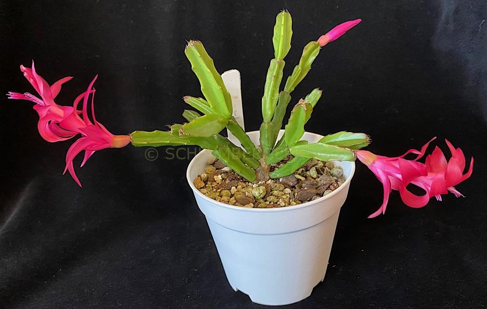 Schlumbergera 'Larki'