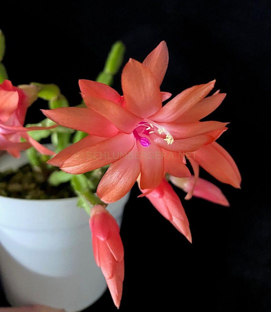 Schlumbergera 'Little Flamingo Dragon'