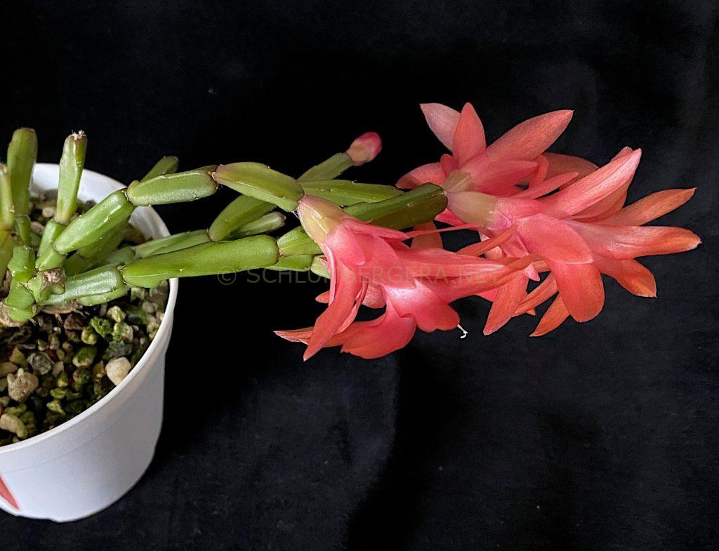 Schlumbergera 'Little Flamingo Dragon'