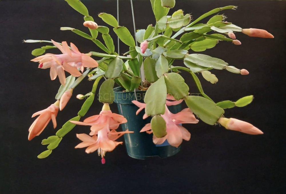 Schlumbergera 'Little Noelle Rose'