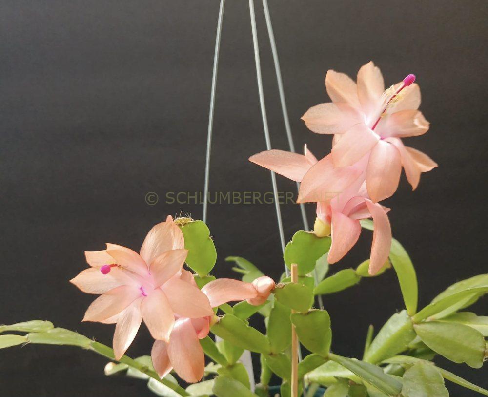 Schlumbergera 'Little Noelle Rose'