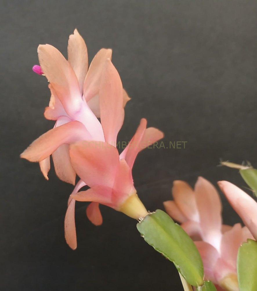 Schlumbergera 'Little Noelle Rose'