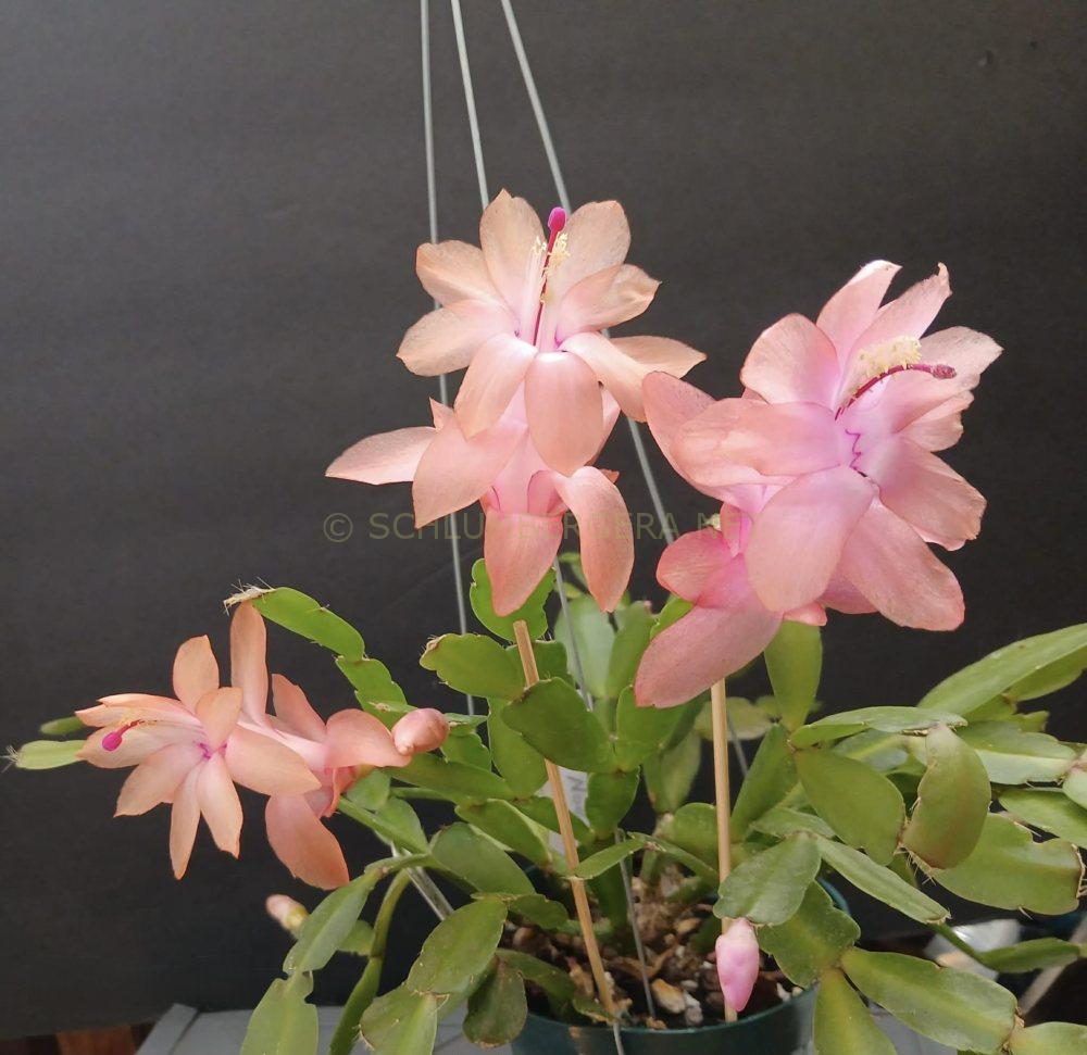 Schlumbergera 'Little Noelle Rose'