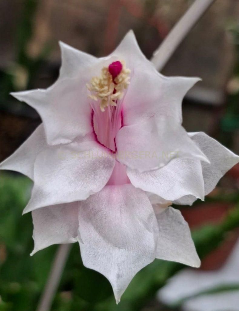 Schlumbergera 'Taipei Shining Star'