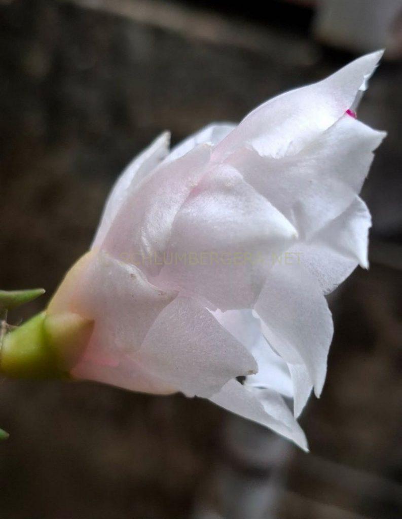 Schlumbergera 'Taipei Shining Star'